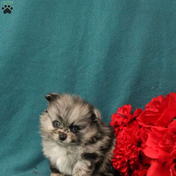 Quinn, Pomeranian Puppy